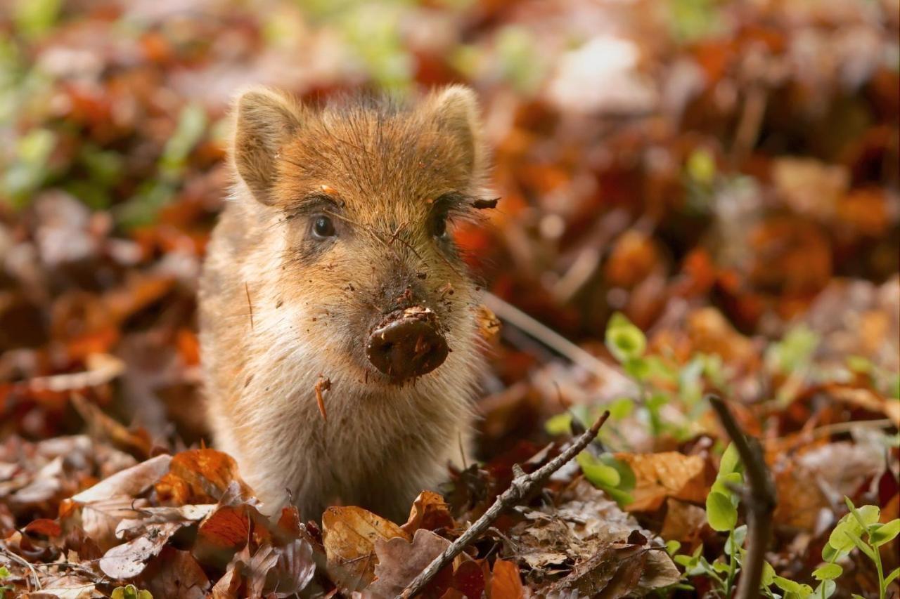 Vakantiehuis Vliegend Hert Veluwe Nunspeet Luaran gambar