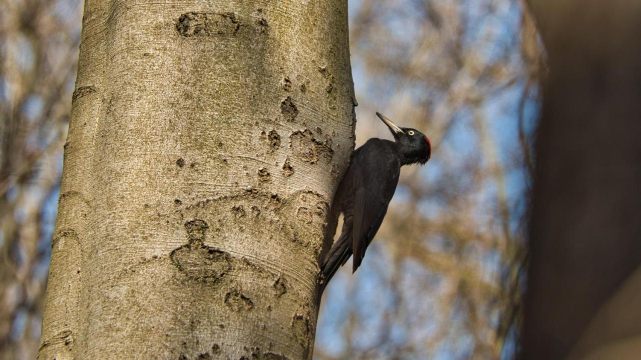 Vakantiehuis Vliegend Hert Veluwe Nunspeet Luaran gambar