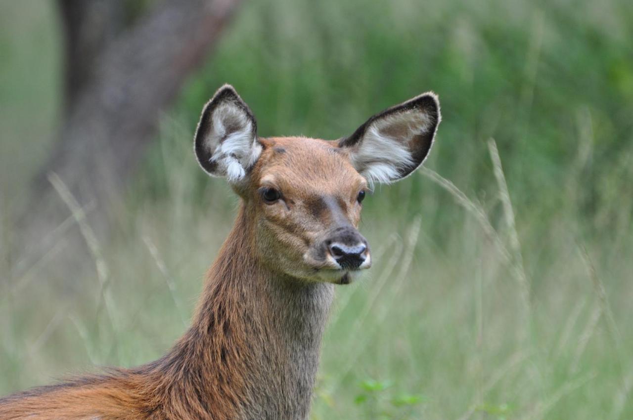 Vakantiehuis Vliegend Hert Veluwe Nunspeet Luaran gambar